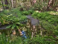 16115 Bittner Rd, Occidental