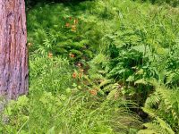 16115 Bittner Rd, Occidental