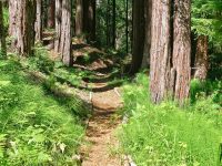 16115 Bittner Rd, Occidental