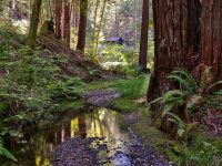 16115 Bittner Rd, Occidental