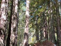 16220 Bittner Road, Occidental