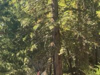 16220 Bittner Road, Occidental