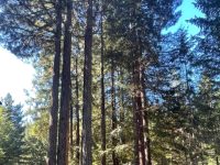 16220 Bittner Road, Occidental