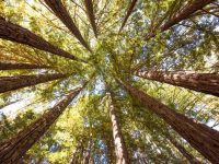 16220 Bittner Road, Occidental