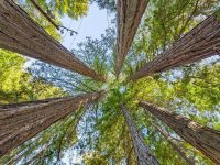 17075 Fitzpatrick Lane, Occidental