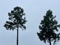 18000 Willow Creek Road, Occidental